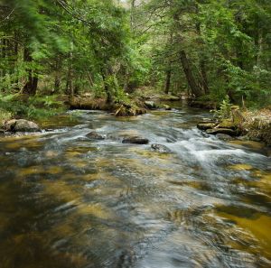 01  AQ446,7-Bicknell-Brook-upstream.jpg